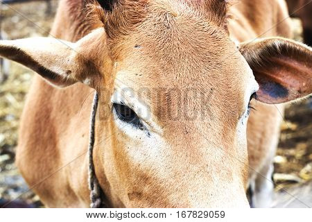 Close Up Of Cow Face,eye