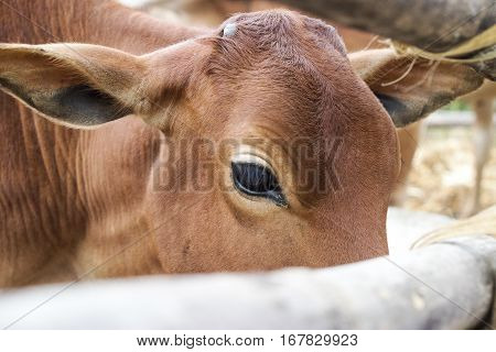 Close Up Of Cow Face