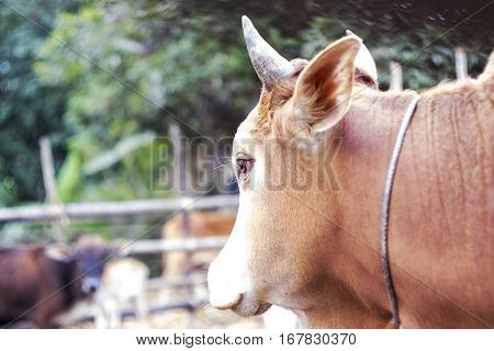 Close Up Of Cow Face
