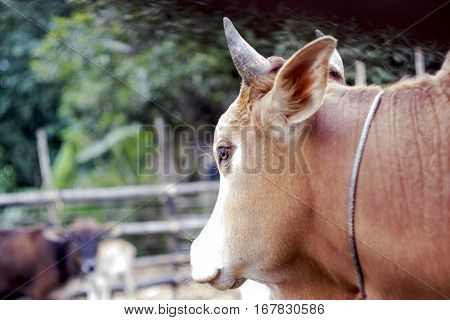 Close Up Of Cow Face