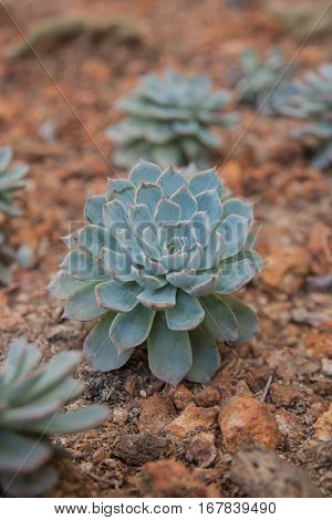 The beautiful plant ,Kalanchoe blossfeldiana, Flaming Katy.