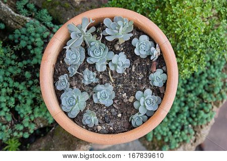 The beautiful plant ,Kalanchoe blossfeldiana, Flaming Katy.