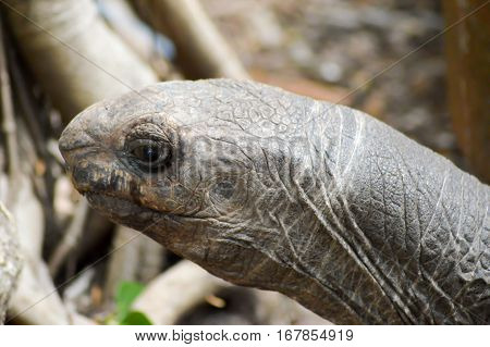Tortoise head in a park in Mombasa Kenya