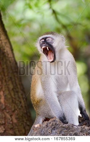 Monkey vervet on a branch open mouth in a park in Mombasa Kenya