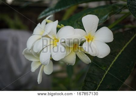white and yellow plumeria frangipani flowers with leaves in Thailand