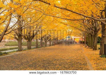 Ginkgo trees in Autumn in Tokyo Japan