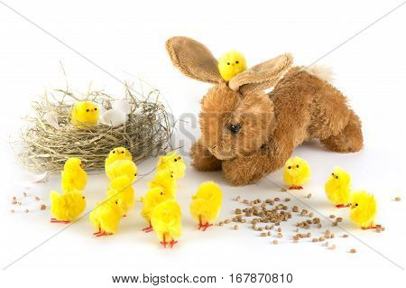 Bunny and chick at Easter eggshell eggs