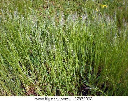 Green grass on the field in summer