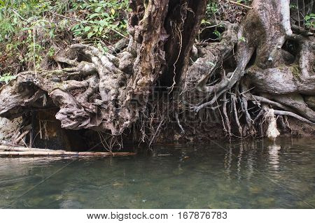 Dead Trees Along The River In Thailand Nature  Coast