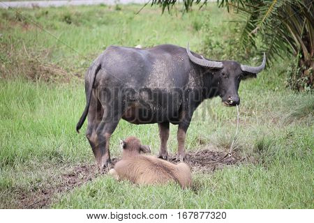 Thai Buffalo walk over the field go back home with sunset. Life' Machine of Farmer. Original agriculture use buffalo plow the field