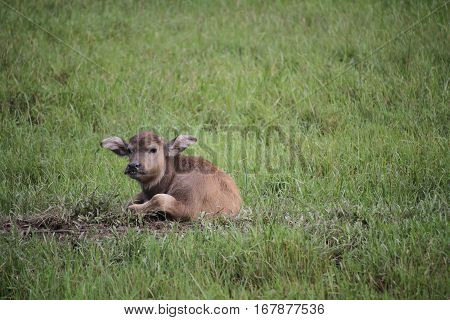Thai buffalo baby, in Surat Thani,south of Thailand
