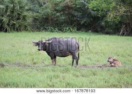 Thai Buffalo walk over the field go back home with sunset. Life' Machine of Farmer. Original agriculture use buffalo plow the field