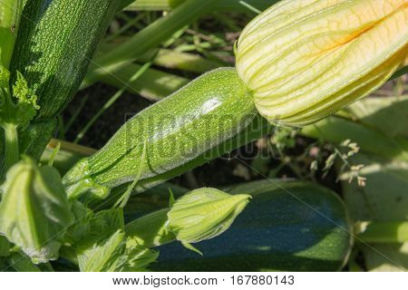 Flowering and ripe fruits of zucchini in vegetable garden.