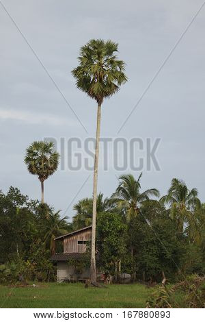 sugar palm trees surrounded with rice field in Thailand