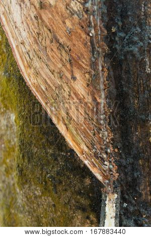 Bark Of The Cutted Rubber Tree