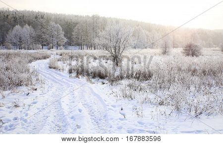 Nature In Winter