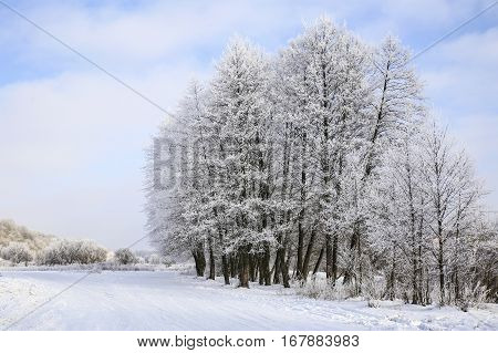 Nature In Winter