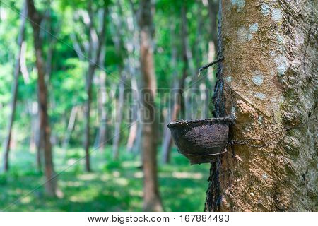 Natural Rubber Collecting From Rubber Tree