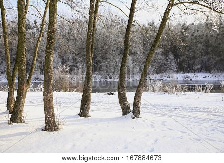 Nature In Winter