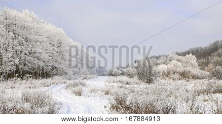 Nature In Winter