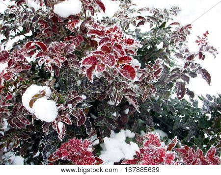 Mahonia aquifolium in winter covered with snow.
