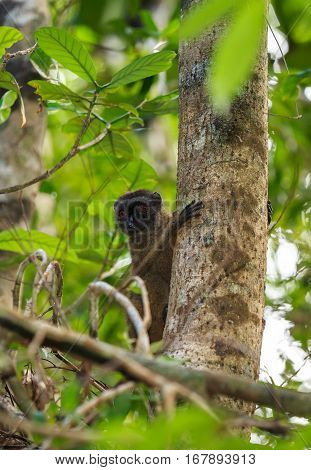 Female Of White-headed Lemur Madagascar Wildlife