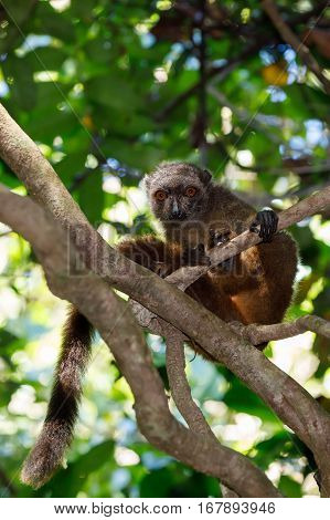 Female Of White-headed Lemur Madagascar Wildlife
