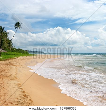 Ocean Beach. Yellow sand and palm. Seascape.