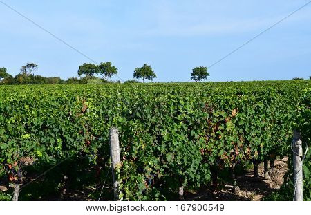 La Couarde sur Mer France - september 26 2016 : vineyard around the village in autumn