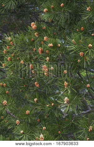 Lace-bark pine (Pinus bungeana). Tree with pollen cones