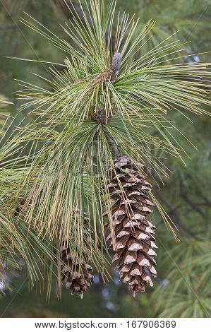 Bhutan Pine Cones