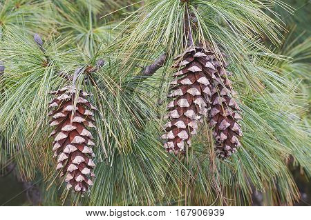 Bhutan Pine Cones