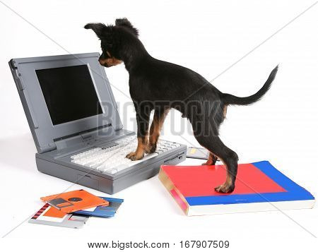 Puppy with old your computer animal pet