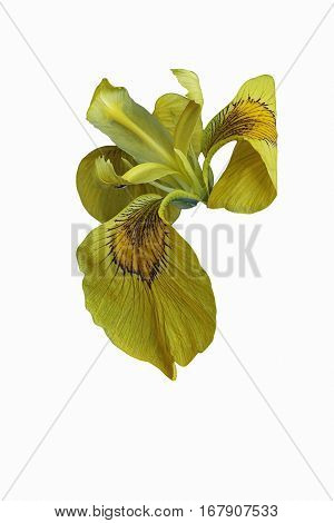 Ussuri Iris Flower