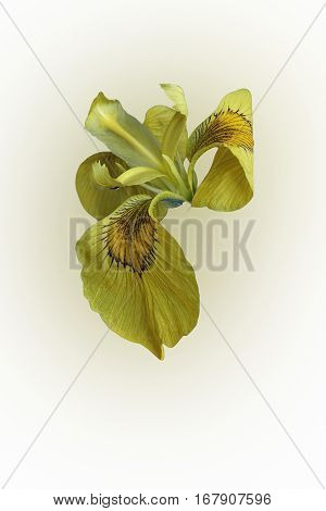 Ussuri Iris Flower