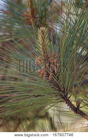Loblolly Pine Pollen Cones