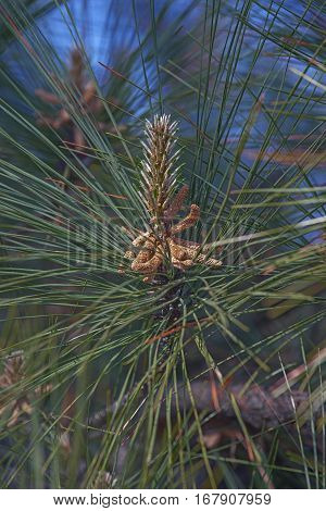Loblolly Pine Pollen Cones
