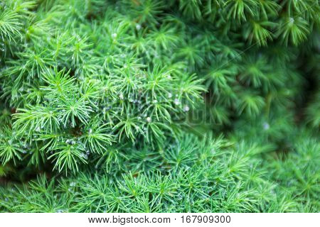Branches of juniper the evergreen coniferous plant with needle-like leaves.