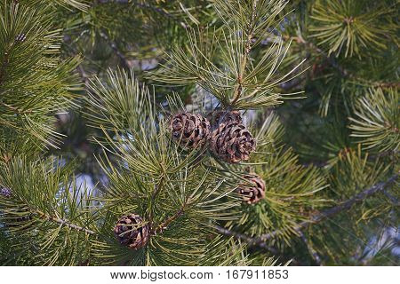 Lace-bark pine cones (Pinus bungeana). Image of cones