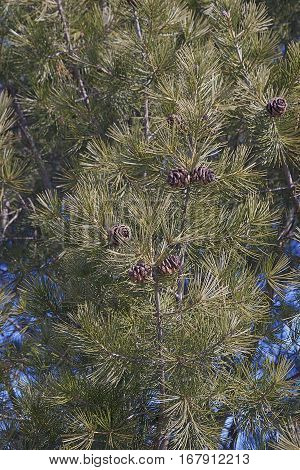 Lace-bark pine (Pinus bungeana). Tree with cones