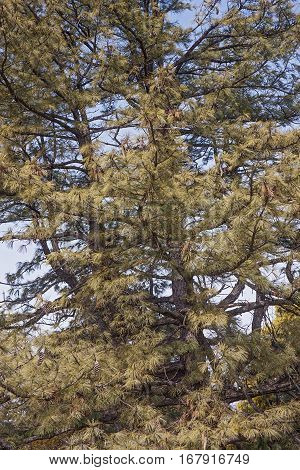 Bhutan pine (Pinus wallichiana). Called Blue Pine Himalayan Pine and Himalayan White Pine also. Another scientific names are Pinus griffithii and Pinus chylla.