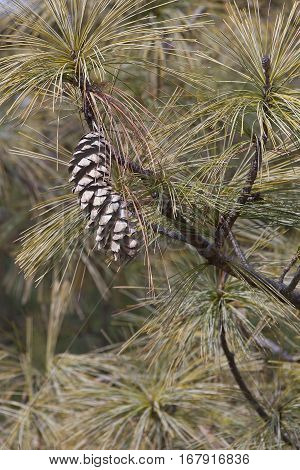 Bhutan pine cone (Pinus wallichiana). Called Blue Pine Himalayan Pine and Himalayan White Pine also. Another scientific names are Pinus griffithii and Pinus chylla.