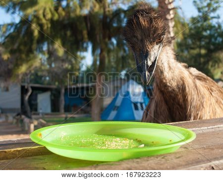 Australia Monkey Mia 01/04/2015 Australian emu looking at an empty plate on a table