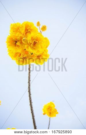Yellow cotton flowers Silk Cotton flowers Tree beautiful in sky