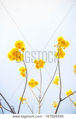 Yellow cotton flowers Silk Cotton flowers Tree beautiful in sky