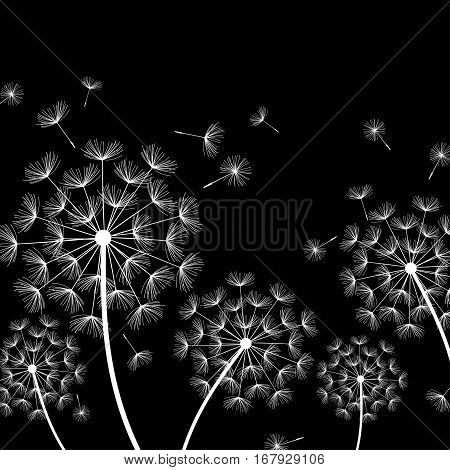 Beautiful nature black background with white dandelions and flying fluff. Floral trendy stylish wallpaper with summer or spring flowers. Modern backdrop. Vector illustration