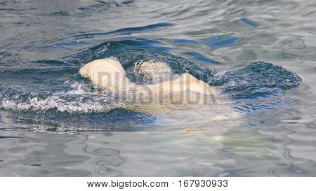 Close-up Of A Polarbear (icebear) Jumping In The Water