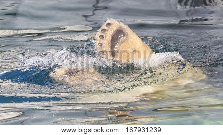 Close-up Of A Polarbear (icebear) Jumping In The Water
