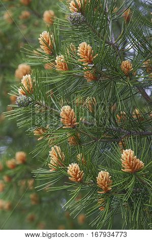 Lace-bark pine (Pinus bungeana). Image of pollen cones