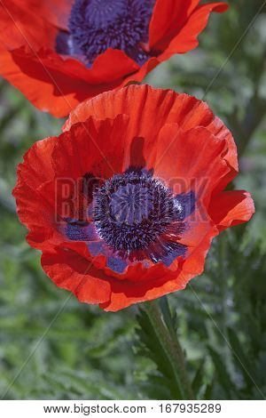 Oriental poppy (Papaver orientale). Image of two flowers